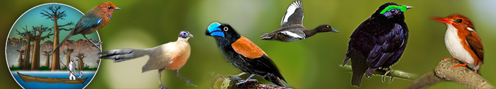 Bird of Madagascar | Madagascar birding tour | Madagascar Tour Guide