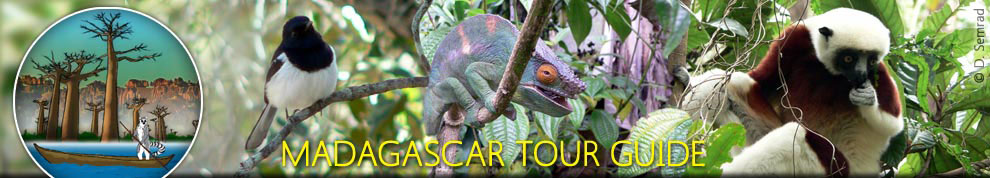 Green tour | Madagascar East Tours | Indri tour | Nest of Dream tour | Zahamena Tour