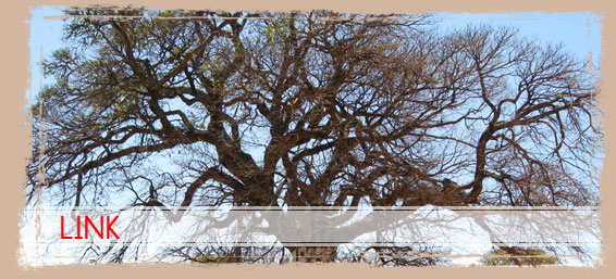 Link | Madagascar Tour Guide